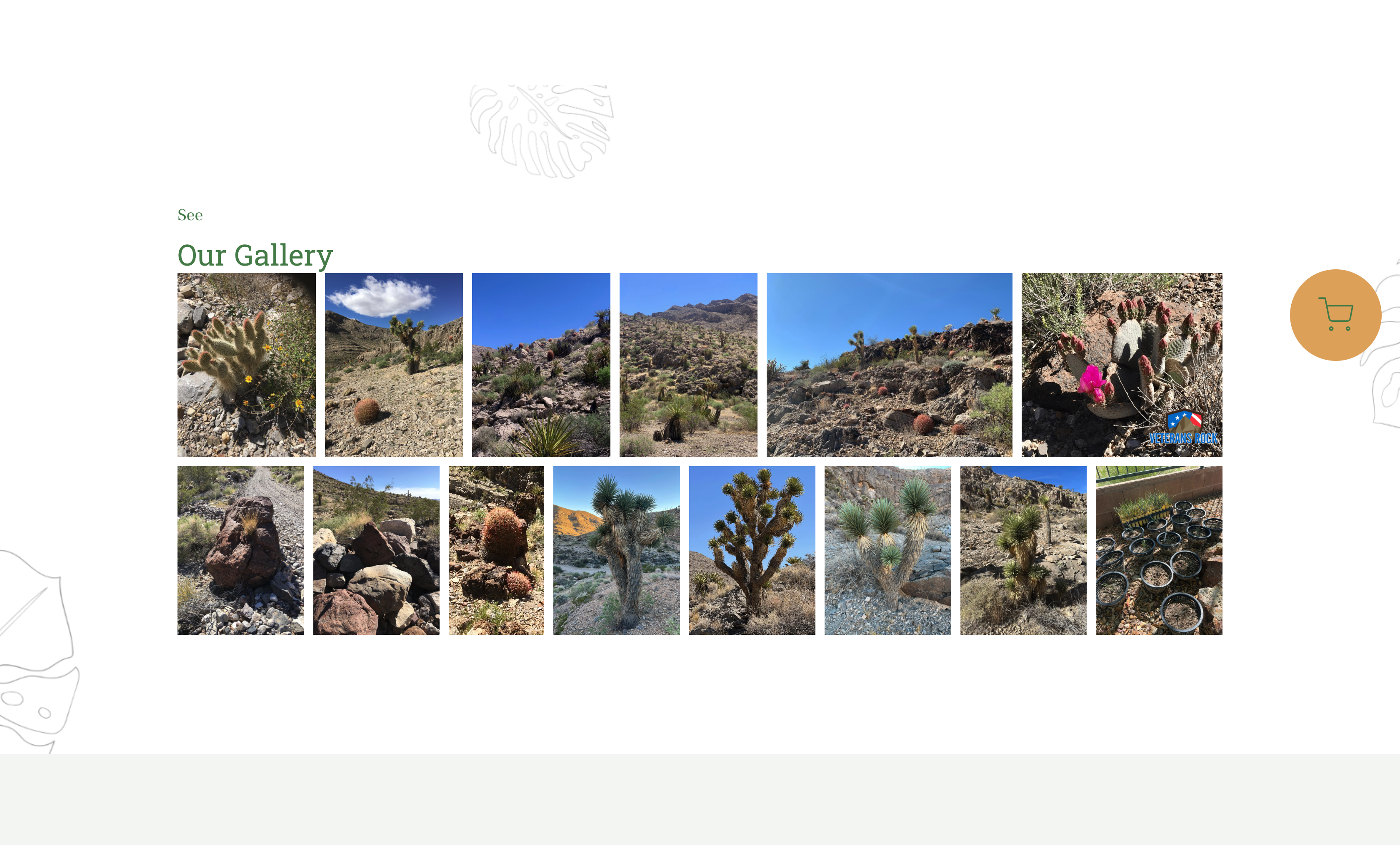 Joshua Trees · Showroom